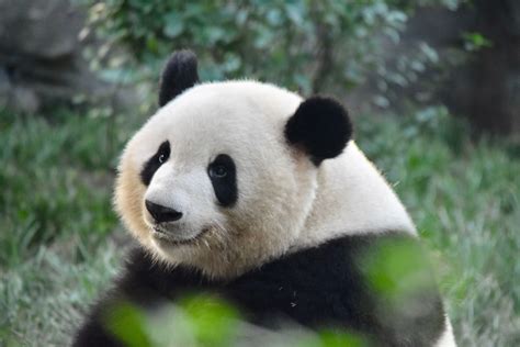 Giant Panda How To Have Twins Twin Brothers Panda Bear Cubs Giants