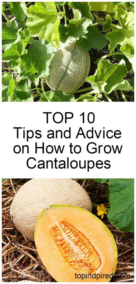 Top 10 Tips And Advice On How To Grow Cantaloupes