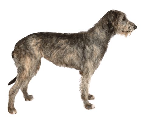 Irish Wolfhound Dog Breed Facts And Information Wag Dog Walking