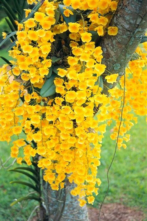 Wild Yellow Orchids 43 Gorgeous Orchids That Show Their