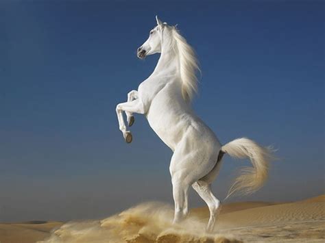Pet Horse White Horse Wholesale Supplier From Nagpur