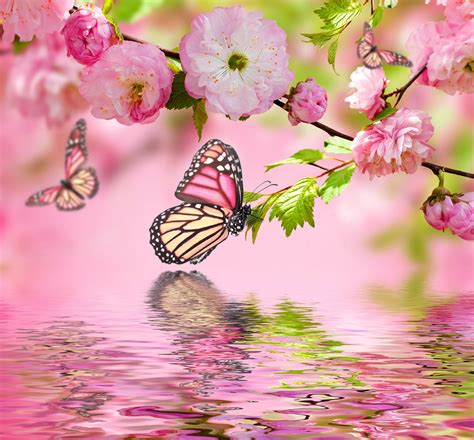 Free Download Water Spring Bloom Butterflies Pink Wallpapers Photos