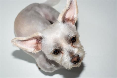 You have to saturate the entire inside of the ear, all ear hair, and fur at the base of the ear with warm mineral oil and a cotton ball. Is it safe to use olive oil or peroxide to clean dog and ...