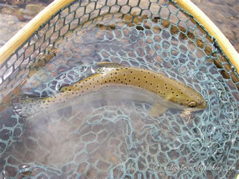 Native Trout Fly Fishing Apache Trout