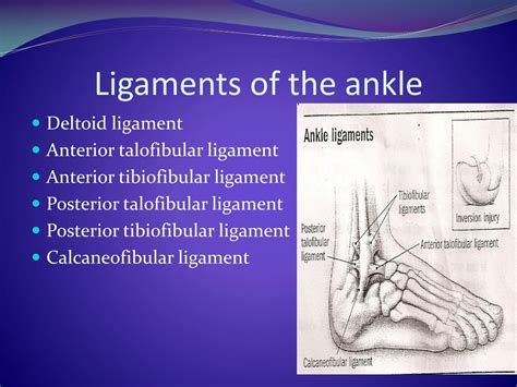 Ppt Anatomy Of The Ankle Powerpoint Presentation Free Download Id