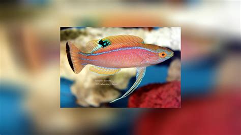 Cirrhilabrus Pylei Blue Margin Fairy Wrasse Pyles Wrasse