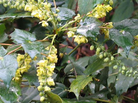 Japanse Mahonie Mahonia Japonica Esther Westerveld Flickr