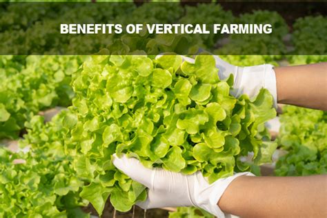 Benefits Of Vertical Farming Greenhouse Automation Systems