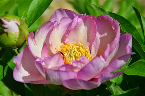 See more ideas about pretty pastel, pretty, pastel. Southern Peony: 2015 Intersectional Peony Blooms Week 4 - Mid