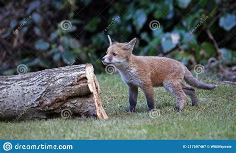 Young Fox Cub Exploring The Garden Stock Image Image Of Brown Spring