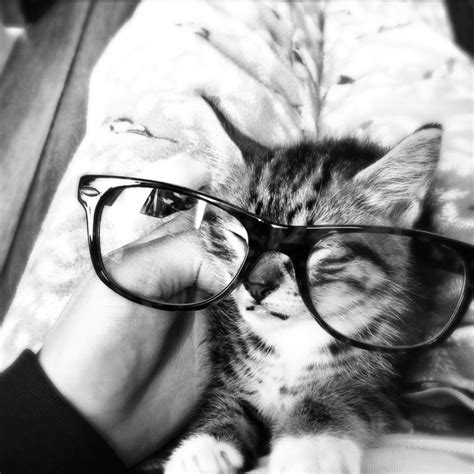 Hipster Kitty Cute Cats Cuteness Overload Beautiful Creatures