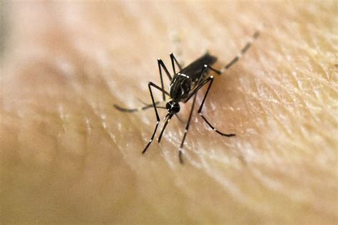 Deadly Mosquitoes In Michigan Peepsburghcom