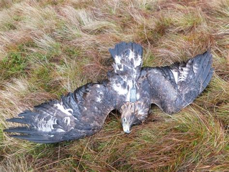Shock As Study Shows Third Of Golden Eagles Die In ‘suspicious