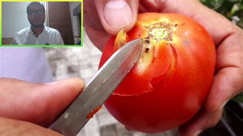 Pragas Do Tomateiro Guia Completo Para Salvar Sua Plantação 2020