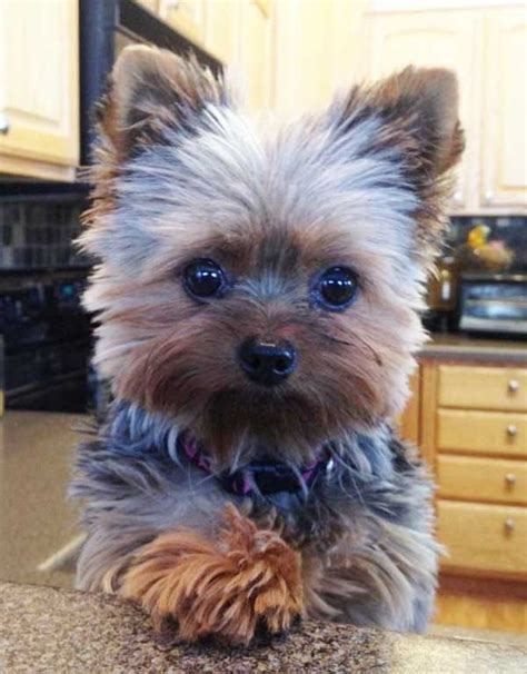 24 Hairstyles For Yorkshire Terriers Hairstyle Catalog
