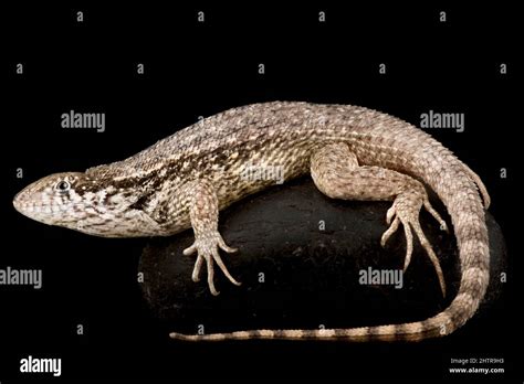 Northern Curly Tailed Lizard Leiocephalus Carinatus Stock Photo Alamy