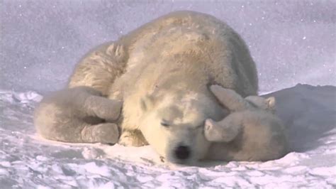 Polar Bear Love Cute Polar Bear Cubs Lovin Up Their Mamma