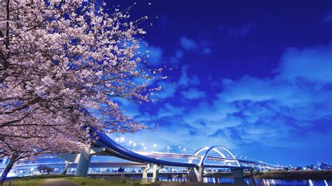 Sakura Cherry Blossom Tree Under Blue Sky Hd Japanese Wallpapers Hd