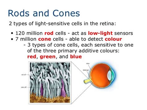 Lenses And The Human Eye