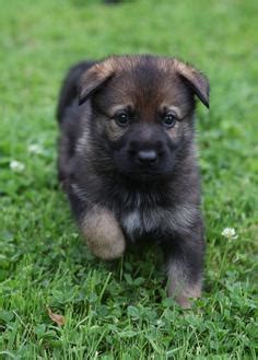 Come see our german shepherd puppies & other puppies for sale today. Upstate New York German Shepherds