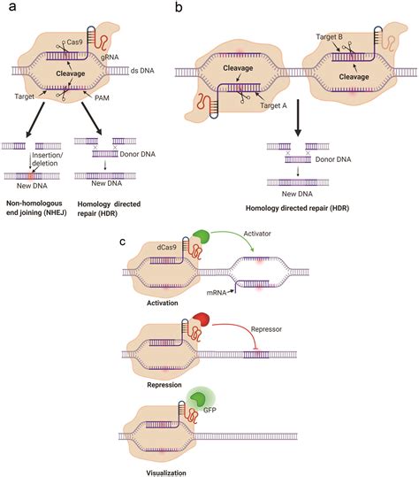 Frontiers Of Crispr Cas9 For Cancer Research And Therapy