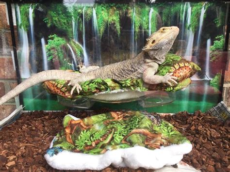 Dinosaurs Design Lrg Attachable Resting Bed Set Cover 4 Bearded Dragons