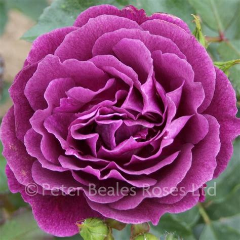 Ebb Tide Bush Rose Peter Beales Roses The World Leaders In Shrub