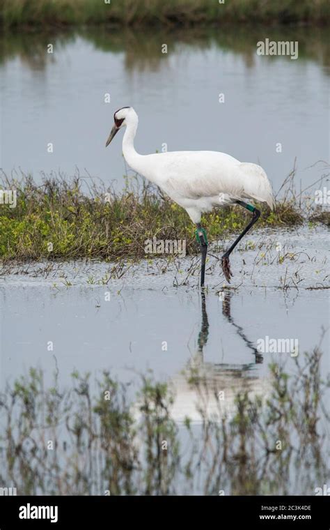 Whooping Crane Grus Americana Aransas National Wildlife Refuge