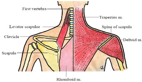 The Posterior View Showing The Levator Inspiration And Deltoid