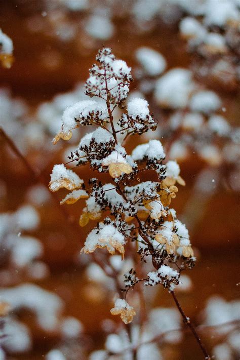 Branch Snow Plant Winter Hd Phone Wallpaper Peakpx