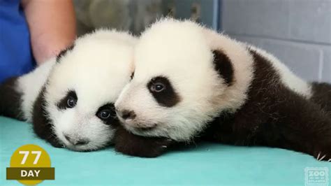 Zoo Atlantas Panda Twins Grow Up In Time Lapse Video