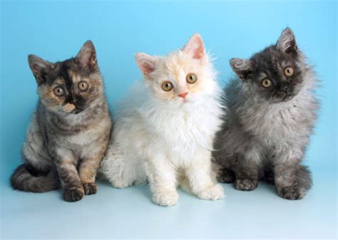 The 11 Cutest Kitten Photos Weve Ever Seen