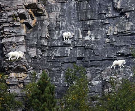 20 Startling Photos That Show Goats Can Climb Anything Theinfotimes