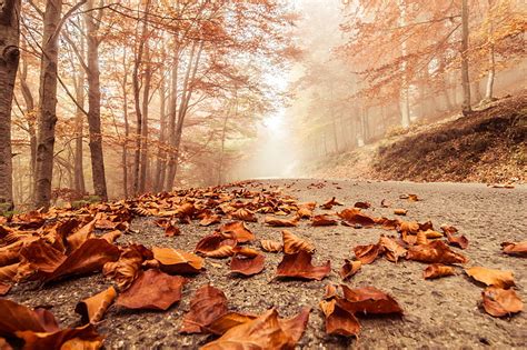 Hd Wallpaper Dried Brown Leaves Autumn Macro Trees Landscape
