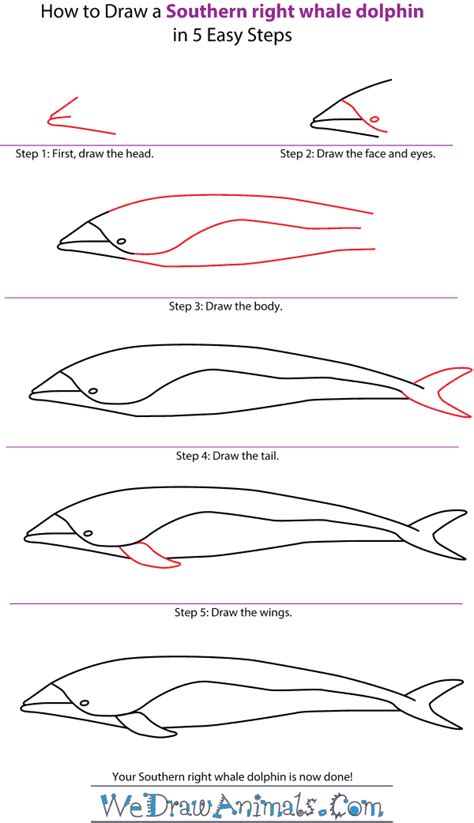 In this drawing lesson, we'll show how to draw a blue whale step by step total 6 phase, and it will be easy tutorial How to Draw a Southern Right Whale Dolphin