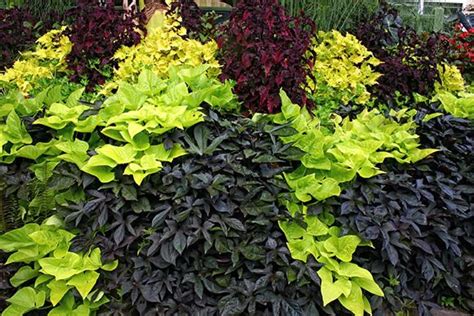 The vine has toxic ingredients similar to those found in lsd, which can impact the kidneys, brain ipomoea batatas 'blackie': Sweet Potato Vine - Our Plants - Kaw Valley Greenhouses