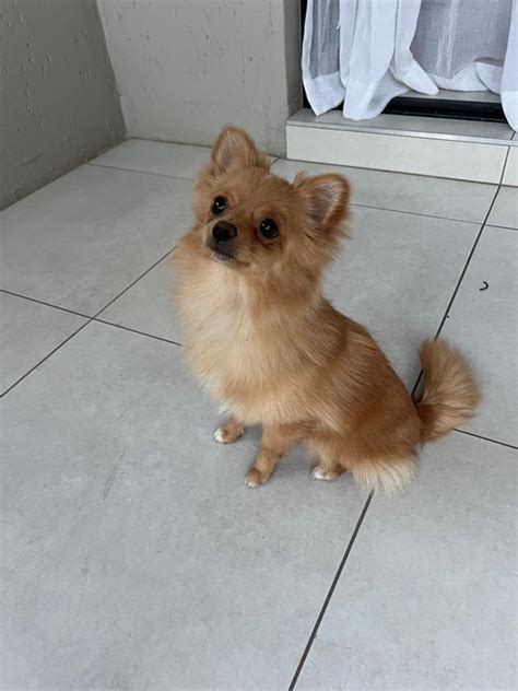 7 Months Old Female Pomeranian For Sale Fourways Gumtree South Africa