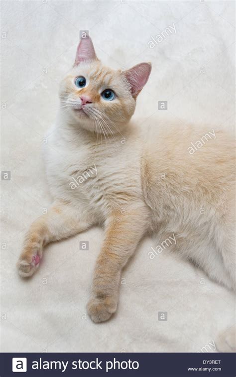 Today, they accept a range of color points, include blue, chocolate, and lilac. A portrait of a white flamepoint Siamese cat with blue ...