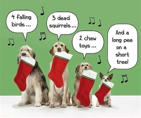 Pin By Deb Jay On Dog Gone Good Christmas Memes Christmas Humor