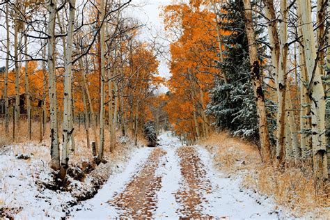 Road Tree Autumn Snow Hd Wallpaper