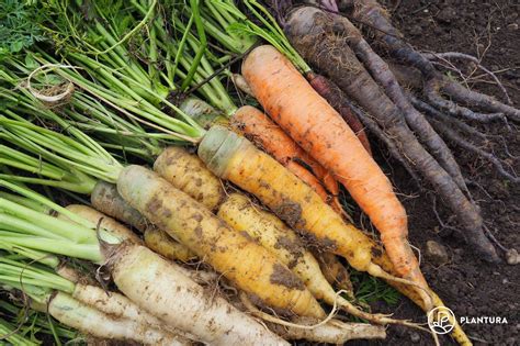 Types Of Carrots Best Carrot Varieties To Grow Plantura