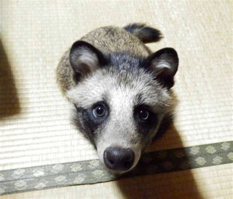 Rescued Raccoon Dog Is An Adorable Japanese Pet The