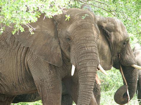 Elephants In South Africa Free Photo Download Freeimages