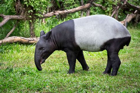 Surprising Facts About Tapirs