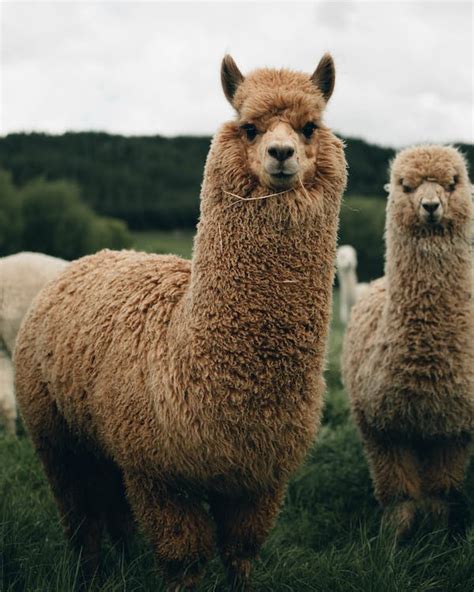 Two Brown Lama · Free Stock Photo