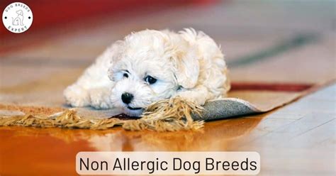 Non Allergic Dog Breeds Which Dogs Are Low Allergy
