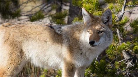 North Carolina Wildlife Experts Warn Of Peak Coyote Sightings