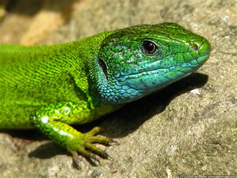 European Green Lizard Lacerta Viridis Optimiced En