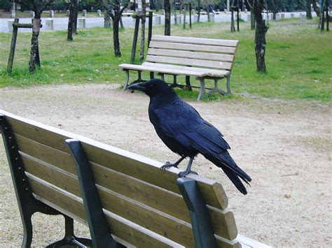 Download カラス Images For Free