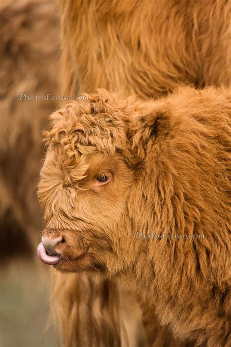 Highland Cow Calf Isle Of Skye Scotland Cute Baby Cow Highland